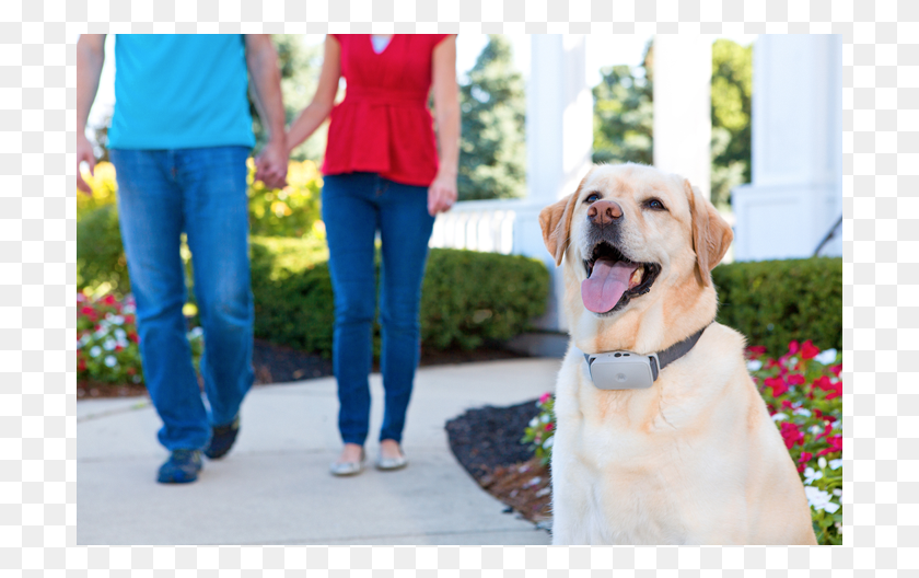 701x468 Perro Png / Labrador Retriever Hd Png