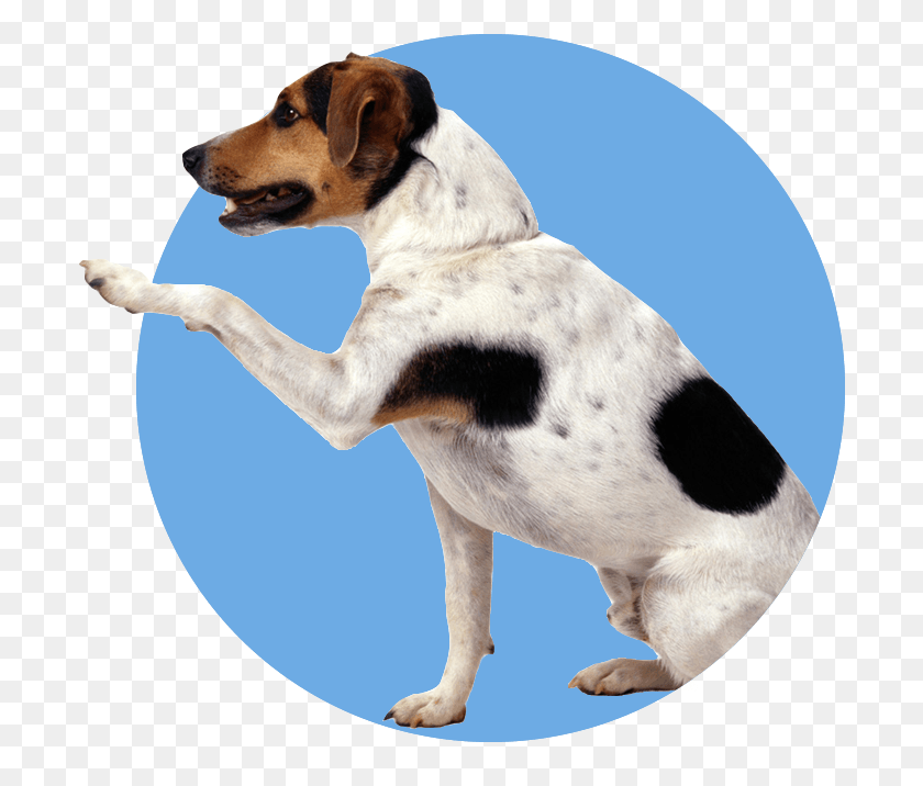 698x656 Training Picsart Dog, Pet, Canine, Animal HD PNG Download