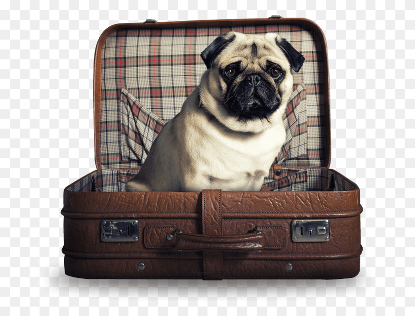 664x579 Training Pug Traveling Pug, Luggage, Dog, Pet HD PNG Download