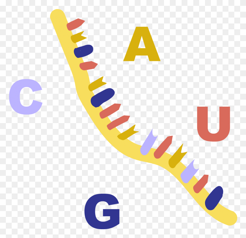 1184x1142 Transcribed From A Dna Template And Typically Used Paint, Text, Word, Number HD PNG Download