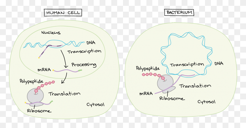 2324x1129 Transcription Takes Place In The Nucleus Transcription And Mrna Processing, Plot, Diagram, Text HD PNG Download