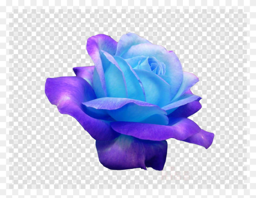 900x680 Transpa Flowers Blue Clipart Blue Rose Flower Flower, Rose, Plant, Blossom HD PNG Download
