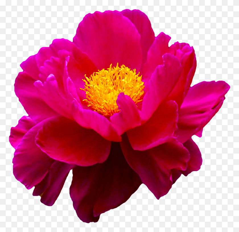 911x883 Descargar Png Transpa Flowers Pink 6485 Transpapng Peonía, Planta, Rosa, Flor Hd Png