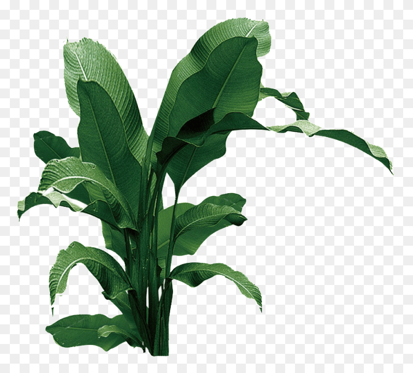 923x828 Transpa For Banana Leaves Powerpoint Templates, Leaf, Plant, Green HD PNG Download