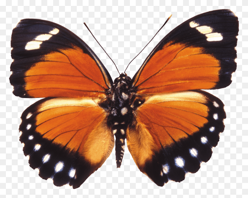 1400x1098 Transparent, Butterfly, Insect, Invertebrate HD PNG Download