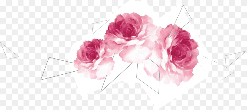 1681x747 Flower, Plant, Rose, Petal Transparent PNG