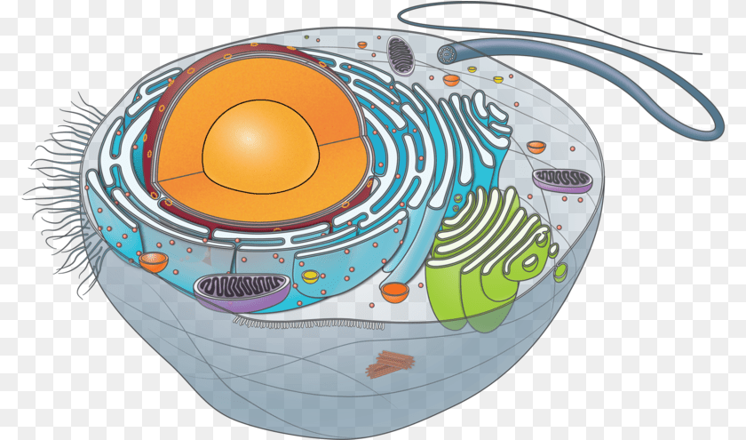 Animal Cell Unlabeled Animal Cell, Pottery, Sphere, Hot Tub, Tub Sticker PNG