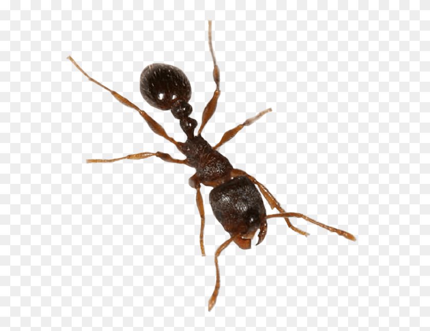 594x588 Transparent Ant, Insect, Invertebrate, Animal HD PNG Download
