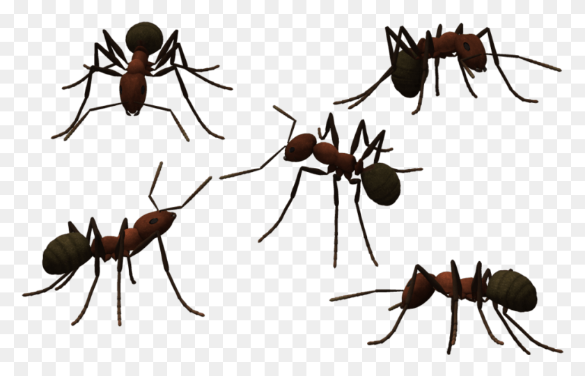 951x586 Transparent Ant Clear Library Ants With No Background, Insect, Invertebrate, Animal HD PNG Download