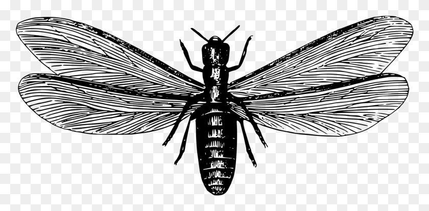 1643x745 Transparent Ants Clipart Black And White Termites Fly Black And White, Gray, World Of Warcraft HD PNG Download