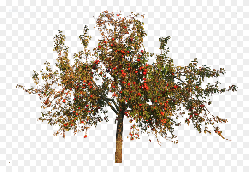 961x643 Transparent Apple Trees Apple Tree In Autumn, Tree, Plant, Maple HD PNG Download
