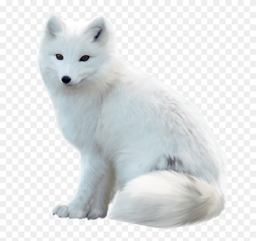 650x731 Transparent Arctic Fox, Wildlife, Mammal, Animal HD PNG Download