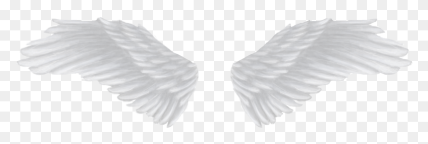 786x226 Transparent Background Angel Wing, Goblet, Glass, Waterfowl HD PNG Download