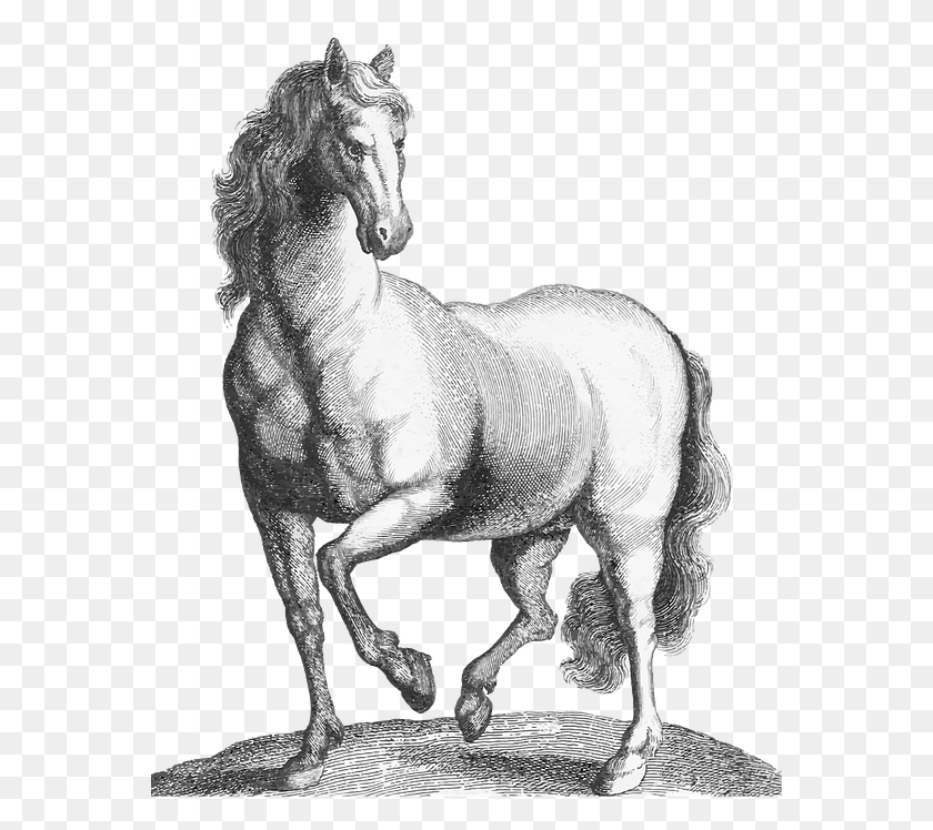 569x688 Transparent Background Animal Etching Horse Drawing Transparent Background, Statue, Sculpture HD PNG Download