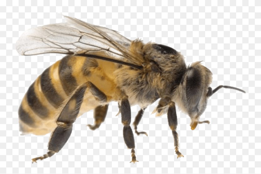 744x501 Пчела, Пчела, Насекомое, Беспозвоночные Hd Png Скачать