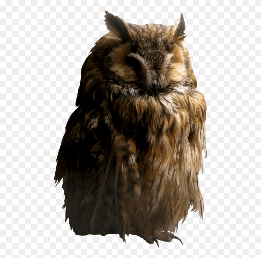 496x769 Transparent Background Brown Feather, Owl, Bird, Animal HD PNG Download