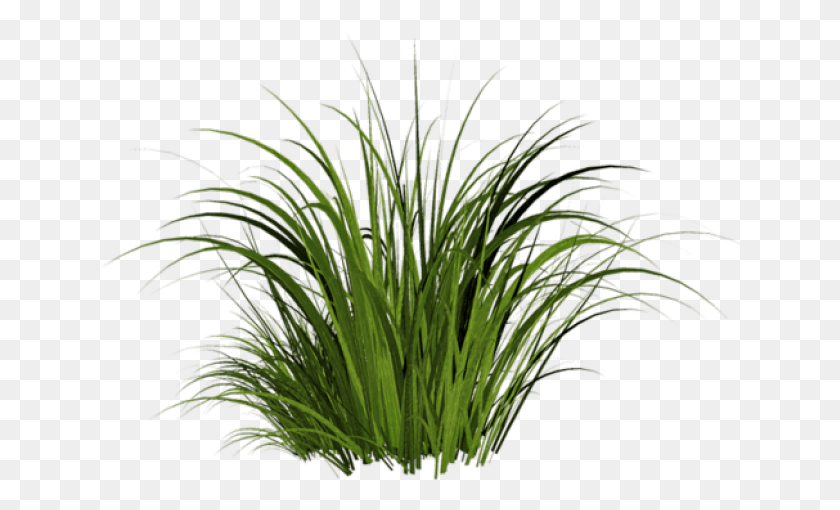 641x450 Transparent Background Cartoon Grass, Plant, Bush, Vegetation HD PNG Download