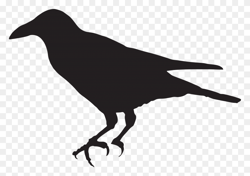 7813x5326 Transparent Background Crow Clipart, Animal, Bird HD PNG Download