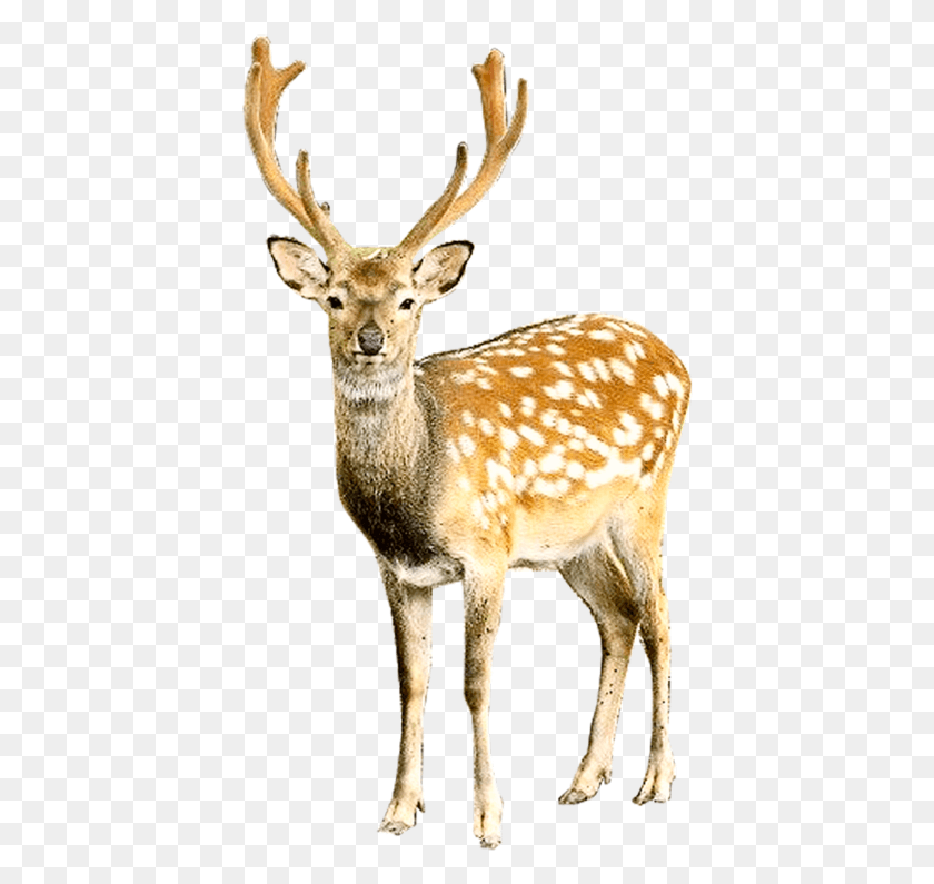 406x735 Transparent Background Deer, Wildlife, Mammal, Animal HD PNG Download