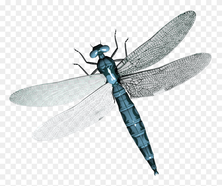 952x787 Transparent Background Dragonfly, Insect, Invertebrate, Animal HD PNG Download