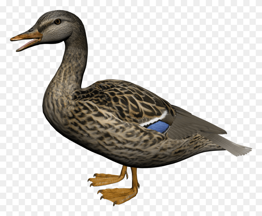 1316x1073 Transparent Background Duck, Bird, Animal, Waterfowl HD PNG Download