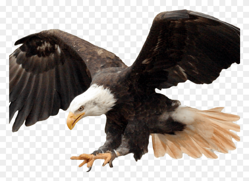 1025x726 Transparent Background Eagle, Bird, Animal, Bald Eagle HD PNG Download