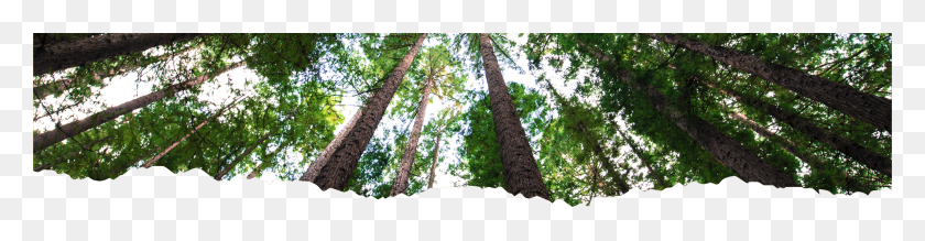 2000x410 Transparent Background Forest, Tree, Plant, Tree Trunk Descargar Hd Png