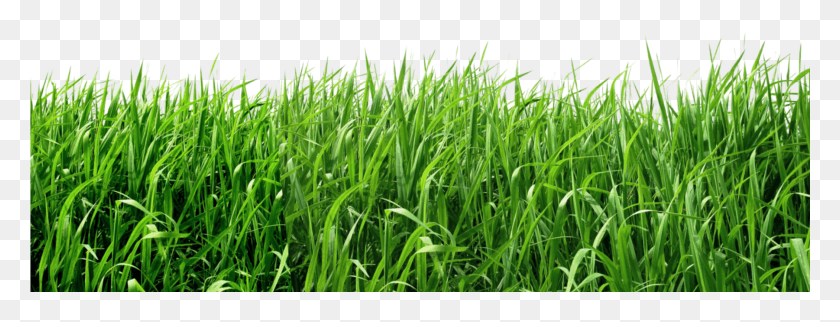 1801x605 Transparent Background Grass, Plant, Lawn, Vegetation HD PNG Download