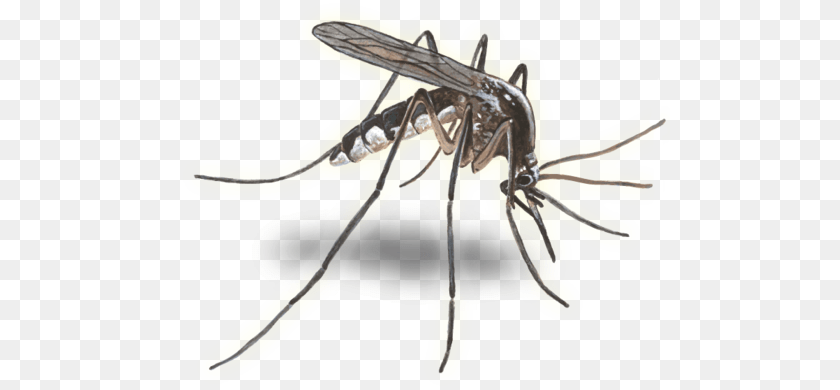 Background Image Mosquito Minnesota State Bird, Animal, Insect, Invertebrate Transparent PNG
