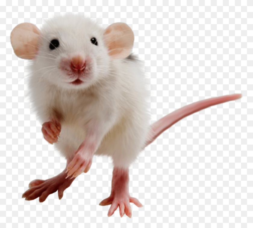 1246x1114 Transparent Background Mouse Transparent, Rat, Rodent, Mammal HD PNG Download