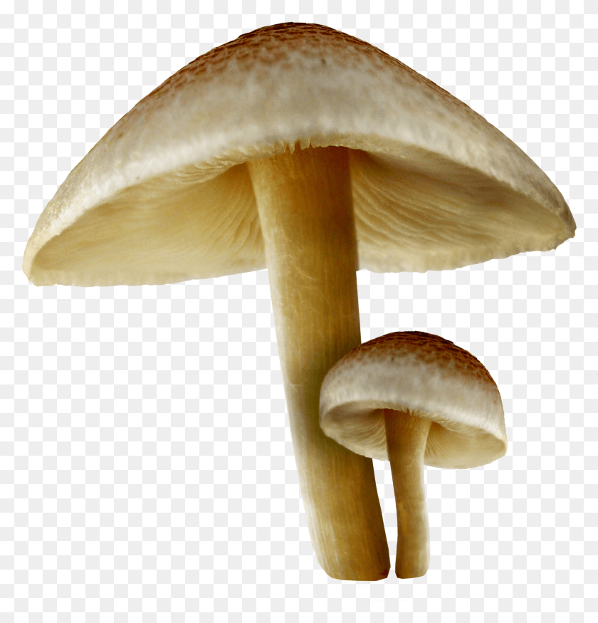 2032x2125 Transparent Background Mushroom Clipart, Fungus, Plant, Amanita HD PNG Download