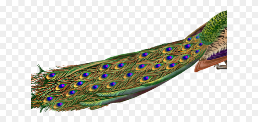 641x339 Pavo Real Png / Pavo Real Hd Png