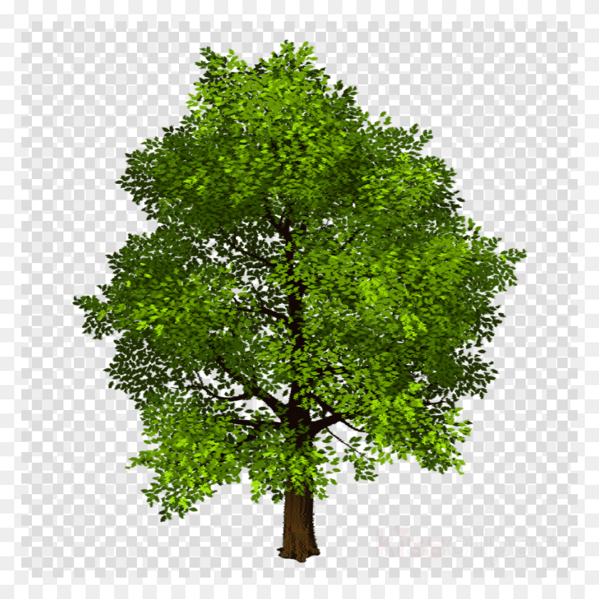 900x900 Дерево, Лист, Растение, Дерево Png Скачать