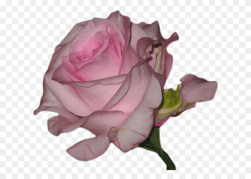 623x539 Transparent Background Pink Tumblr, Rose, Flower, Plant Descargar Hd Png