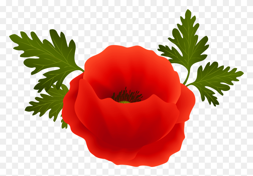 7909x5320 Transparent Background Poppy, Plant, Rose, Flower HD PNG Download