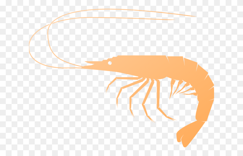 640x480 Transparent Background Shrimp Clip Art, Bow, Food, Seafood HD PNG Download