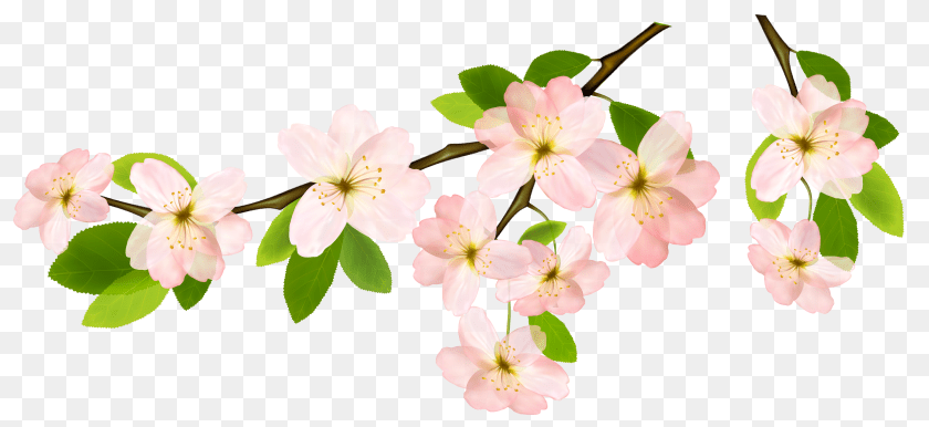 Transparent Background Spring Clipart Spring, Flower, Plant, Cherry Blossom, Petal Sticker PNG