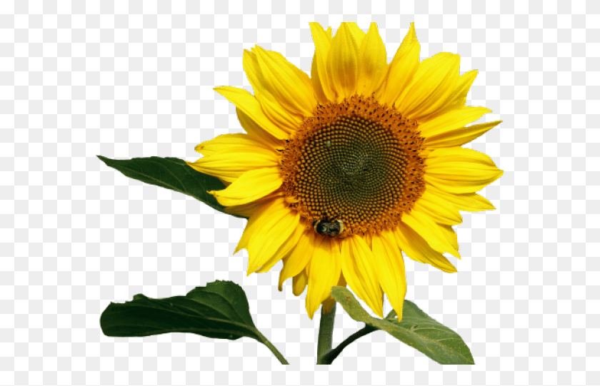 576x481 Transparent Background Sunflower Clipart, Plant, Flower, Blossom HD PNG Download