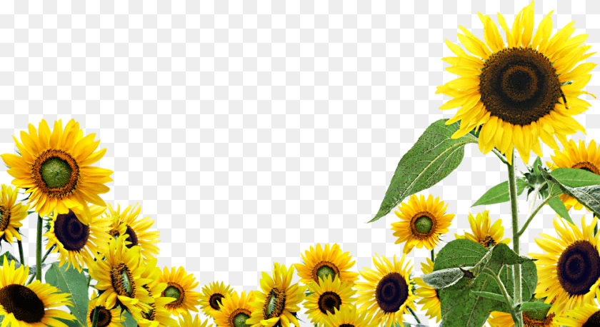 1000x545 Transparent Background Sunflowers Clipart, Flower, Plant, Sunflower Sticker PNG