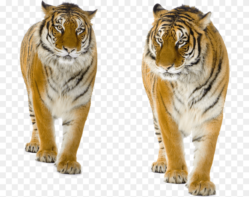 710x663 Transparent Background Tiger, Animal, Mammal, Wildlife Clipart PNG