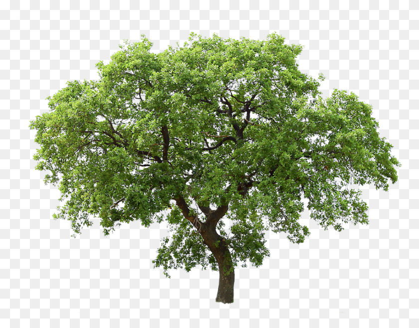 1000x768 Transparent Background Tree Trees Transparent Background, Plant, Oak, Tree Trunk HD PNG Download