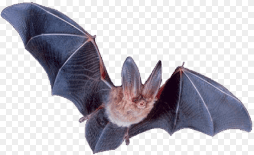 850x518 Background Vampire Bat, Animal, Mammal, Wildlife Transparent PNG
