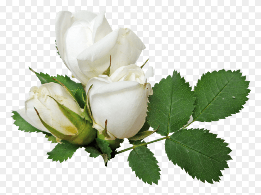 833x605 Transparent Background White Roses, Rose, Flower, Plant HD PNG Download