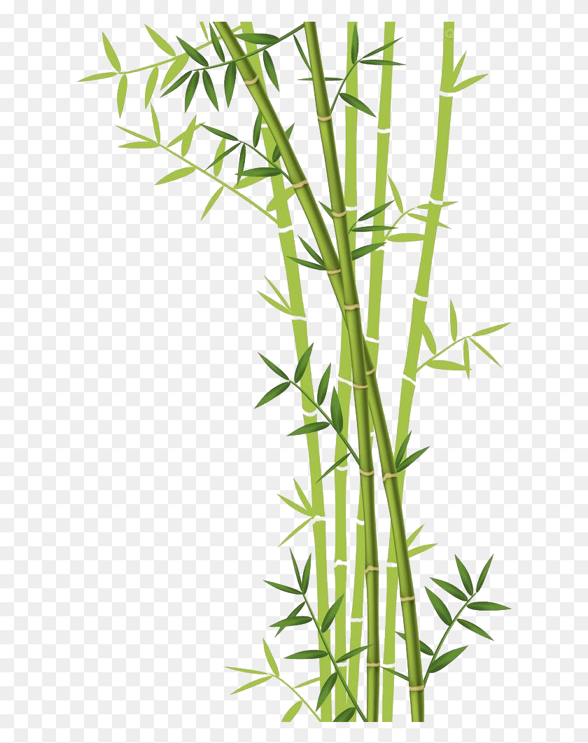 625x1001 Descargar Png Fondo De Bambú Transparente Png