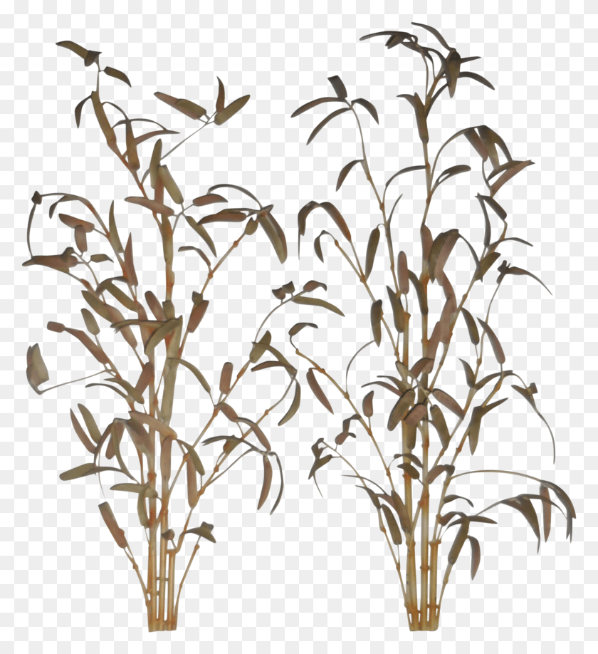2720x2994 Transparent Bamboo Plant Bamboo Wall Art HD PNG Download