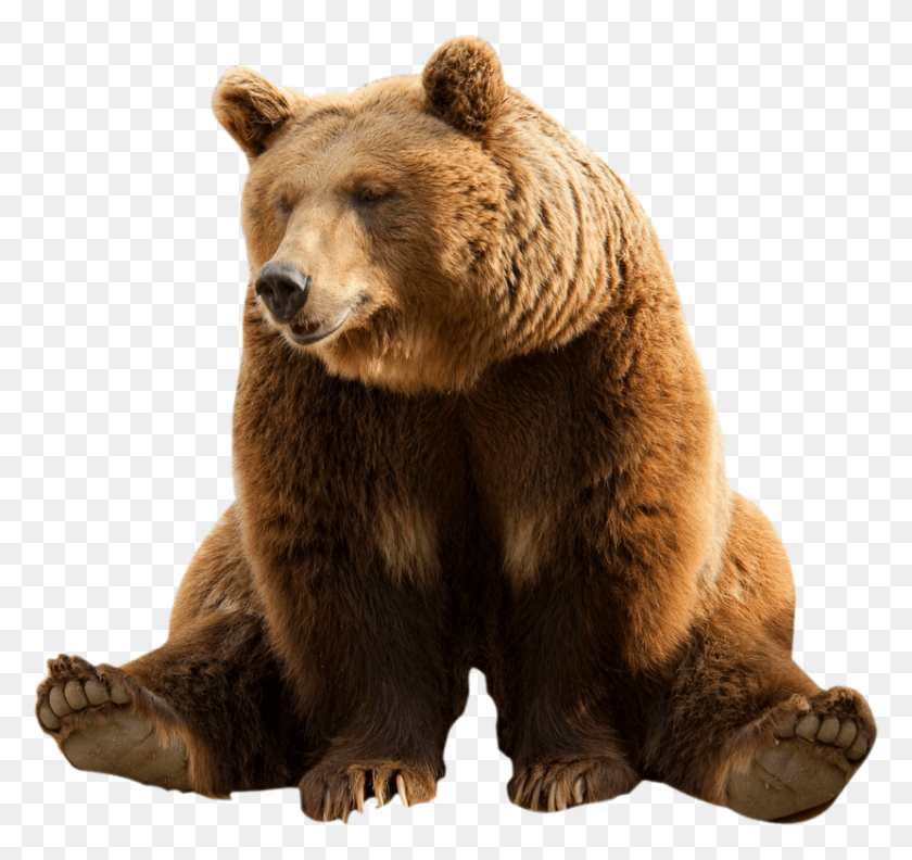 830x779 Transparent Bear, Wildlife, Mammal, Animal HD PNG Download