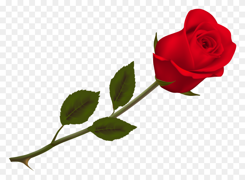 6575x4705 Transparent Beautiful Red Rose Picture Red Rose Transparent, Rose, Flower, Plant HD PNG Download