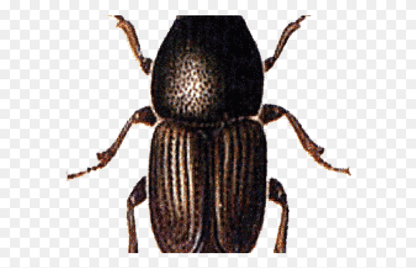 585x481 Escarabajo Png / Escarabajo Png