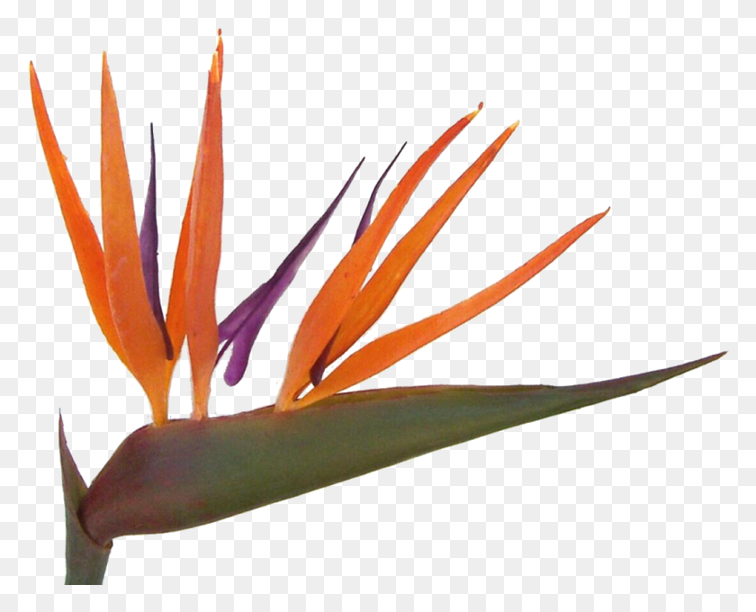 1025x816 Transparent Bird Of Paradise Plant Bird Of Paradise, Anther, Flower, Blossom HD PNG Download