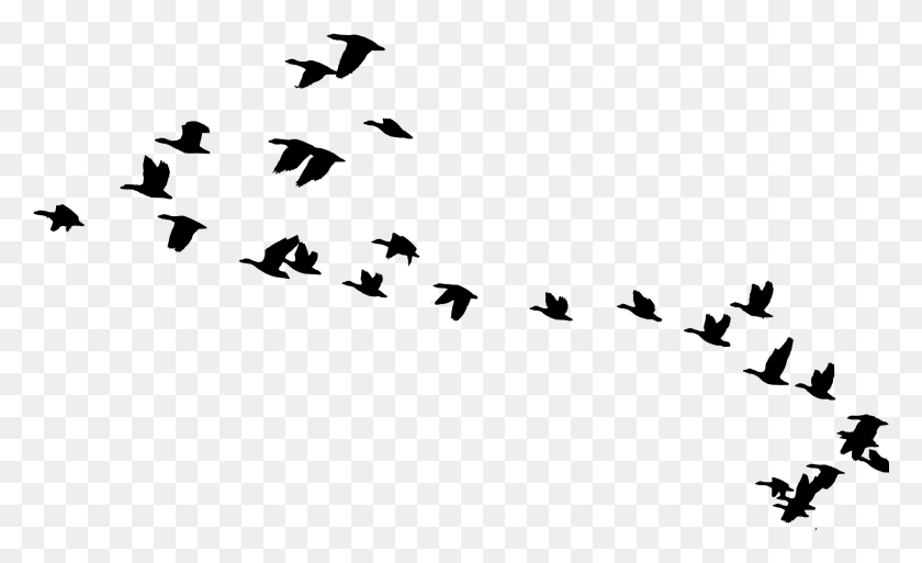 2001x1164 Прозрачный Силуэт Птицы Прозрачный Силуэт Летающих Птиц, Серый, Мир Варкрафта Png Скачать